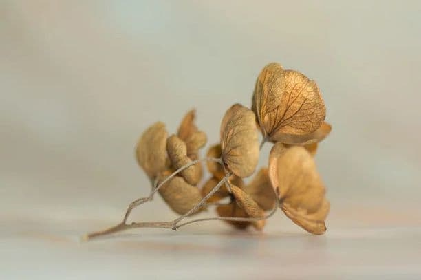 Saudades Mortas por José Geraldo Wanderley Marques