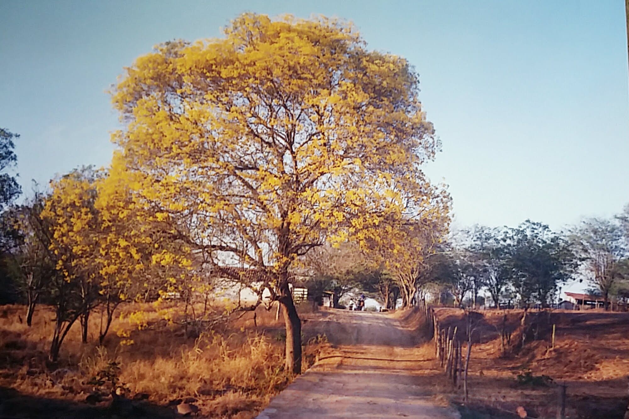 Passagem molhada sobre o Riacho Camoxinga, no sítio Baixio e sua imponente craibeira. Anos 1990.