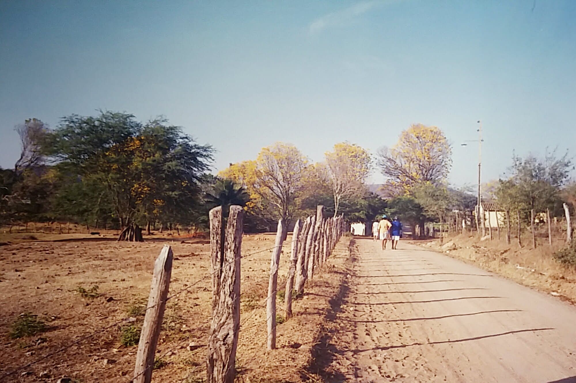 Caminho do Sítio Baixio, Santana do Ipanema e suas imponentes árvores. Anos 1990.