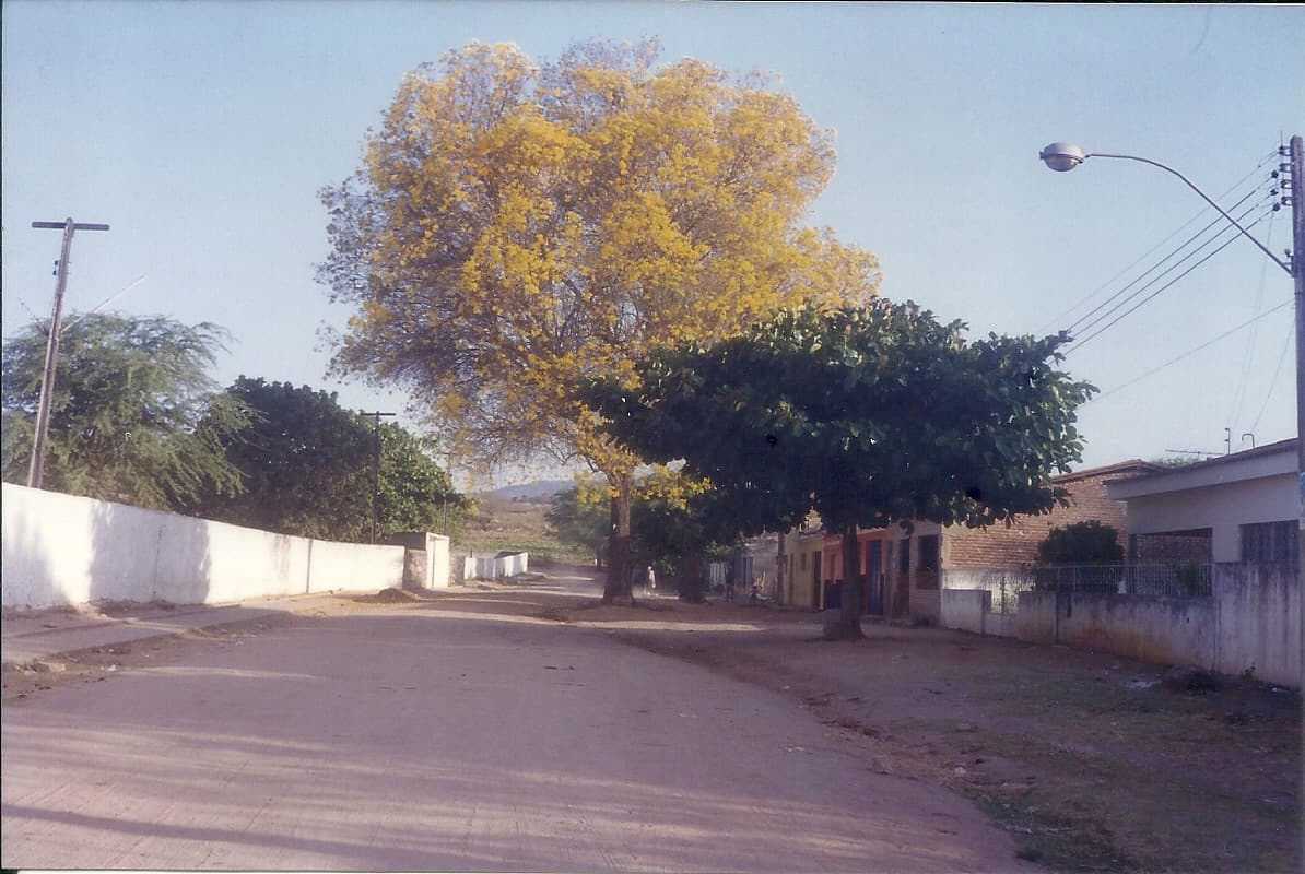 Craibeira em frente ao Colégio Estadual. Anos 1990. Foto João Neto F. Mendes.