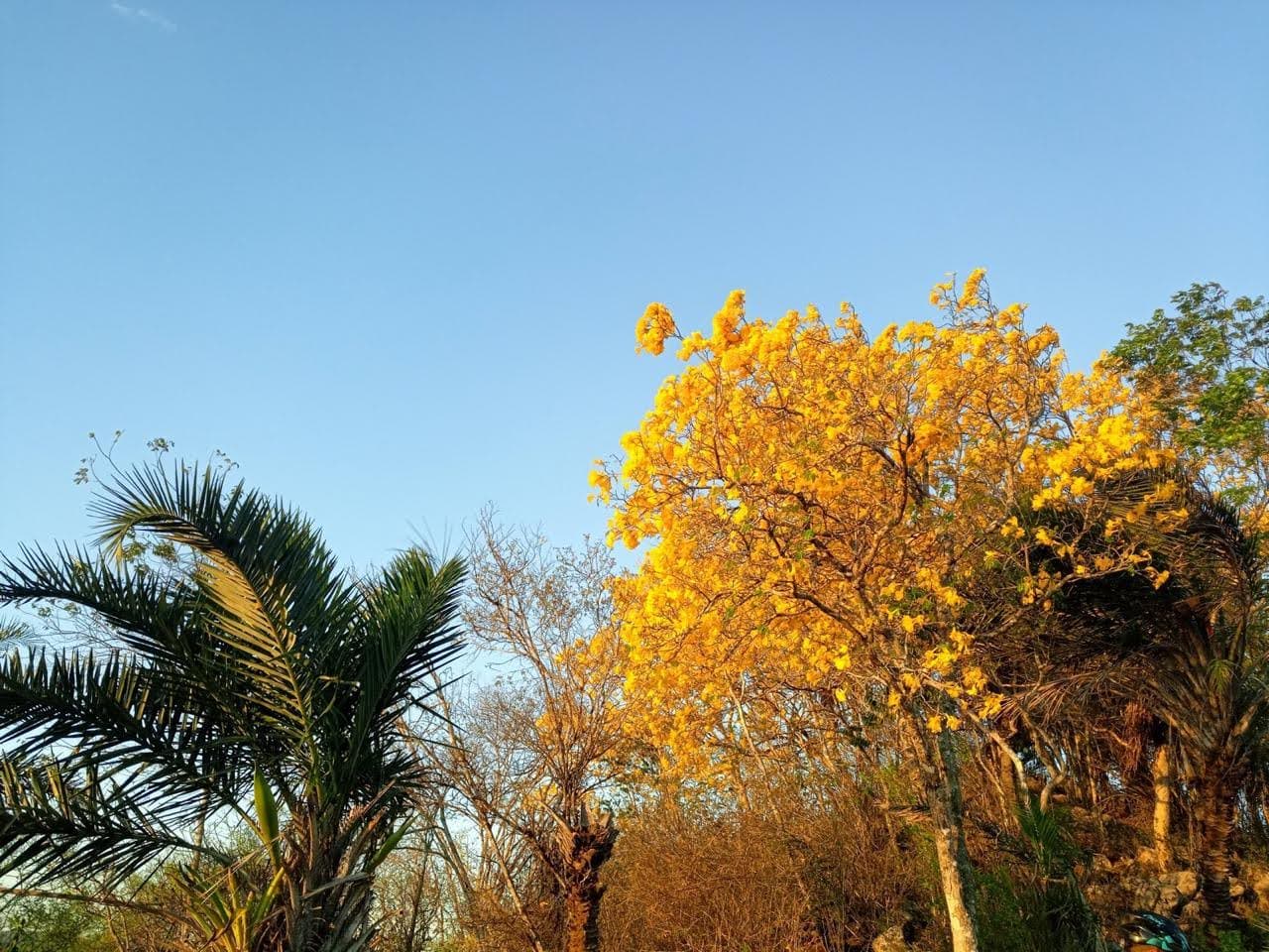 Craibeira na Serra da Camonga.